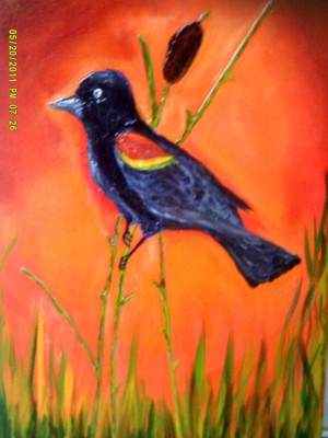 Redwinged Black Bird